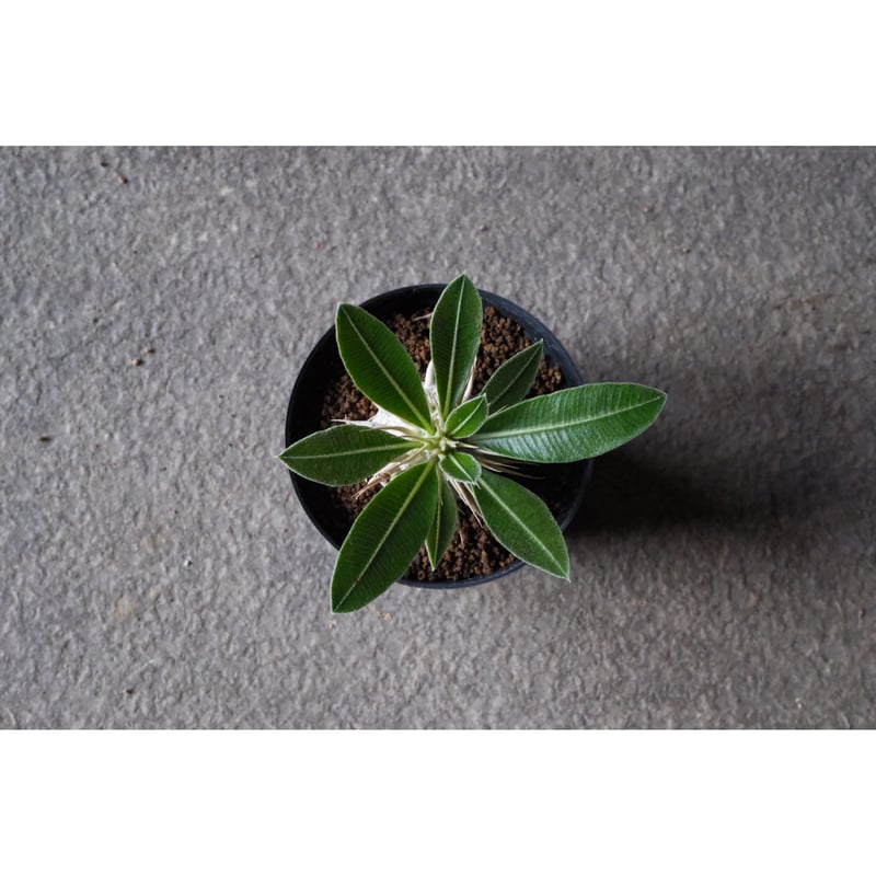 パキポディウム マカイエンセ良形3分岐 パキポディウム マカイエンセ良形3分岐 パキポディウム