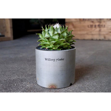 CATEGORY 鐵鉢 | Willing plant
