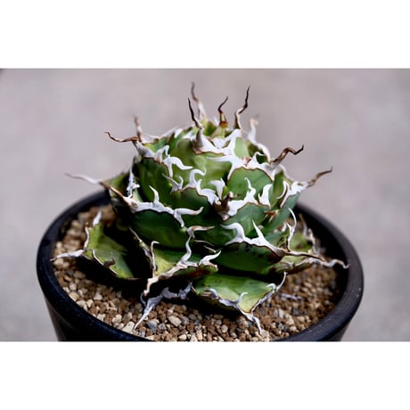 Willing plant
