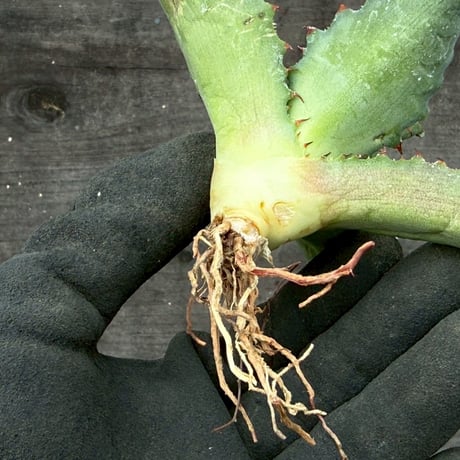 hidden agave hybrid (kristenii×potatorum)×horrida