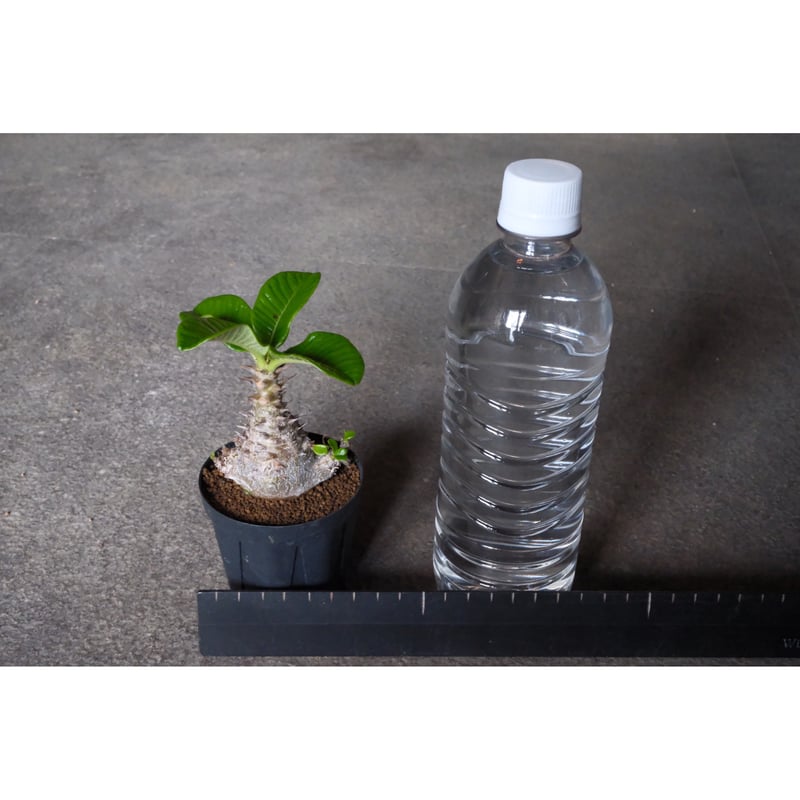 パキポディウム　ウィンゾリー パキポディウム ウィンゾリー 10 | Willing plant