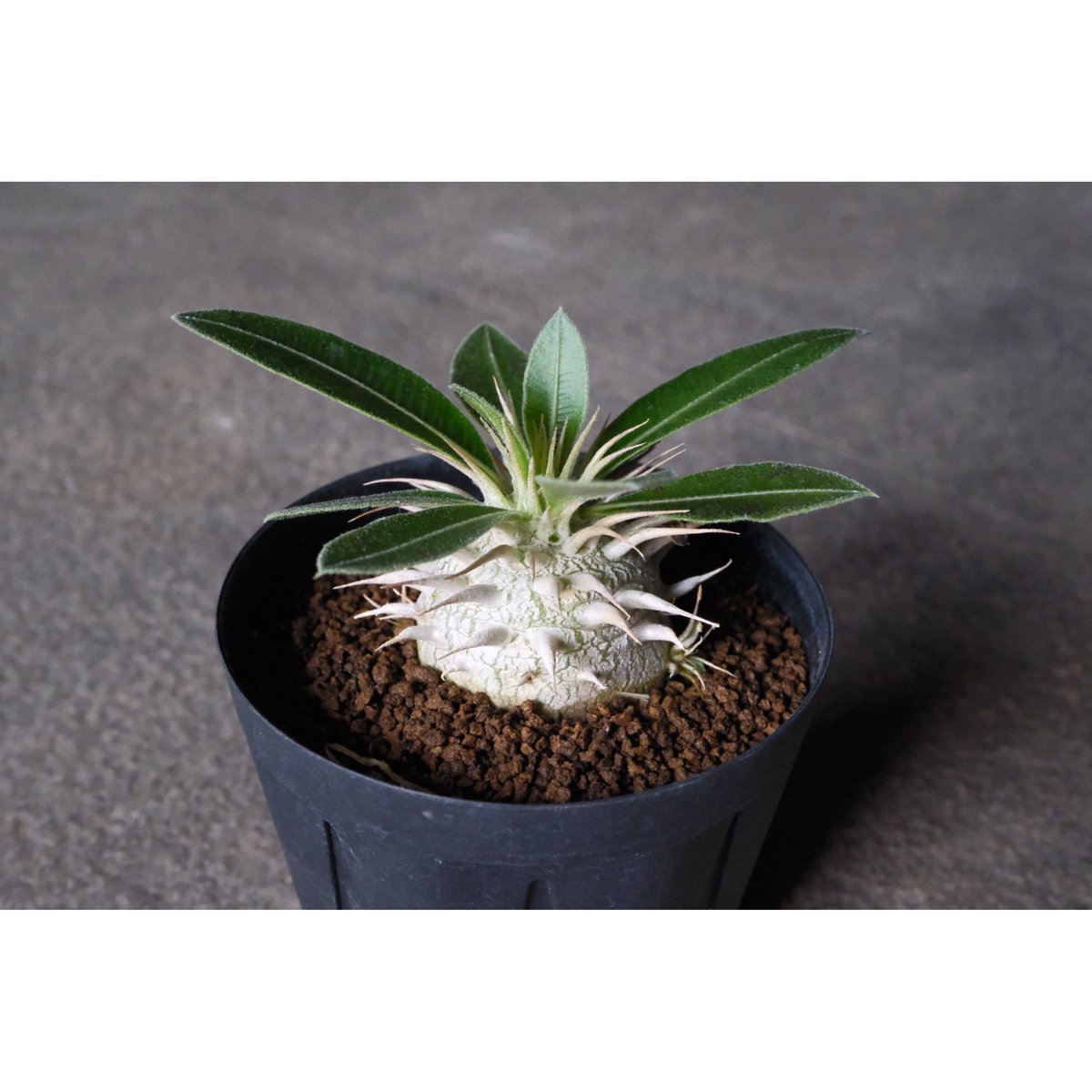 パキポディウム マカイエンセ 3 | Willing plant