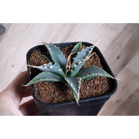 アガベ エボリスピナ スタッズ アガベ エボリスピナ スタッズ Agave titanota [ STUDS 5th ] . #agave