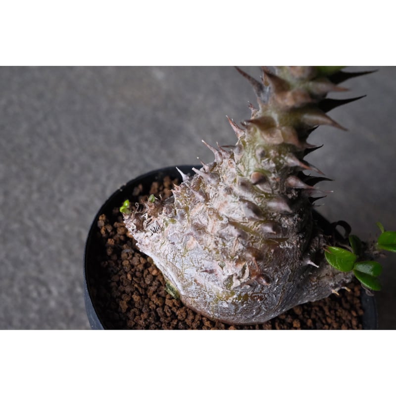 パキポディウム　ウィンゾリー パキポディウム ウィンゾリー 10 | Willing plant