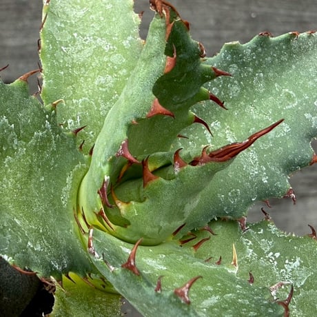 hidden agave hybrid (kristenii×potatorum)×horrida
