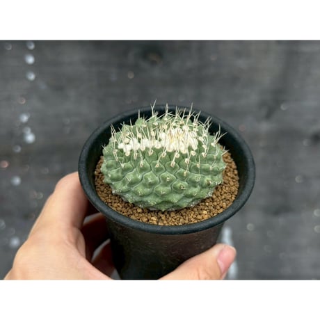 ストロンボカクタス | STORES