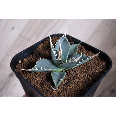 エボリスピナ | STORES