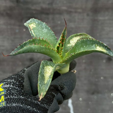hidden agave hybrid (kristenii×potatorum)×horrida