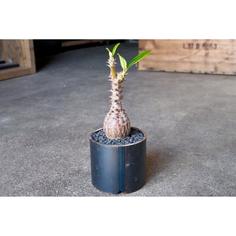 W.P Collection】パキポディウム ウィンゾリー 実生 | Willing plant W.P Collection】パキポディウム ウィンゾリー 実生 | Willing plant