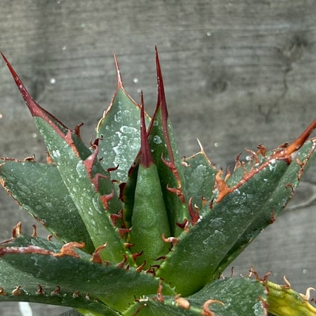 hidden agave hybrid utahensis var. eborispina×horrida