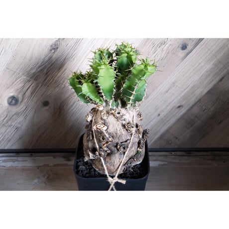 ムランジーナ | STORES