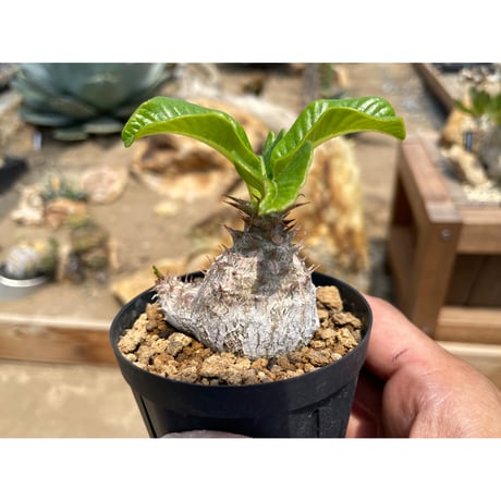 パキポディウム　ウィンゾリー　現地球 Pachypodium baronii var. windsorii ウィンゾリーの現地球 実生株とは