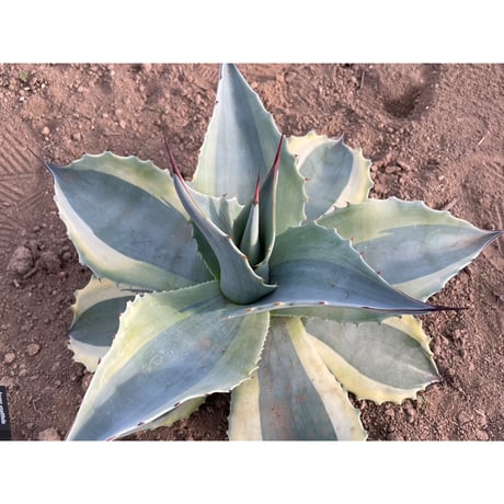 オバティフォリア　クラーケン Yahoo!オークション - 【農園直送限定】希少 特大サイズ AGAVE アガベ