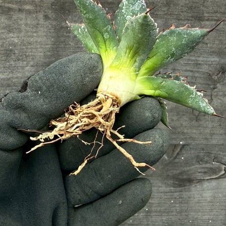 hidden agave hybrid utahensis var. eborispina×horrida