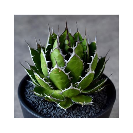 CATEGORY Agave, Other plants | Willing plant