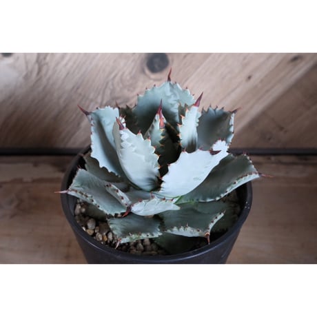 ハイブリッドアガベ | STORES