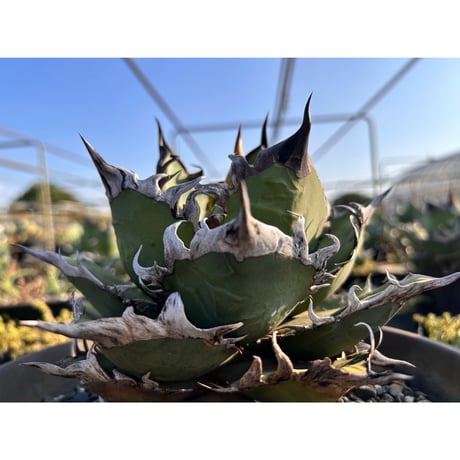 オテロイ | STORES