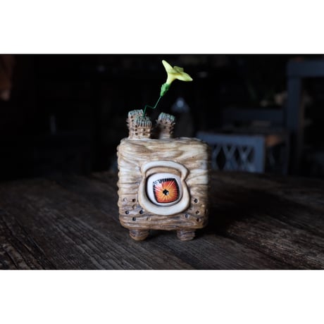 CATEGORY 大眼 | Willing plant