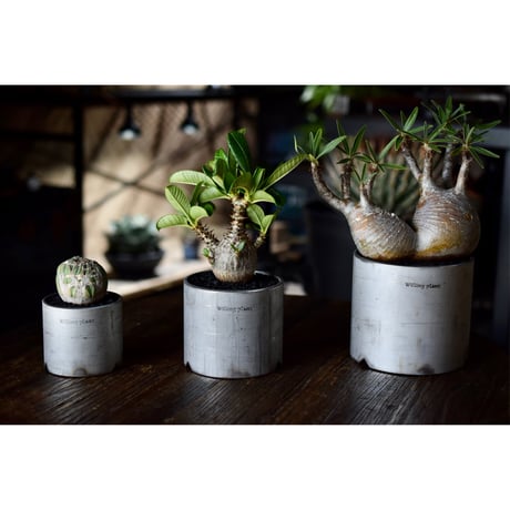 Yei Tao 大眼 亀甲竜 | Willing plant