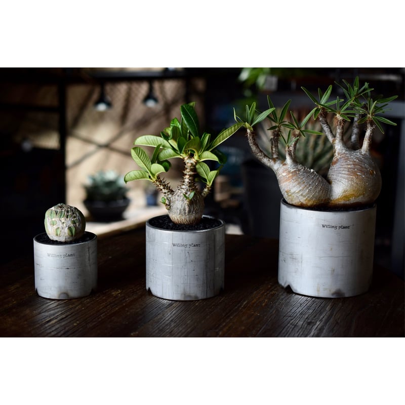 W.P Original Stainless pot 壱 -ITI- | Willing plant