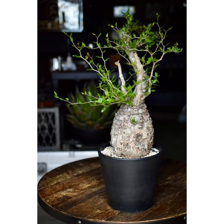 Willing plant