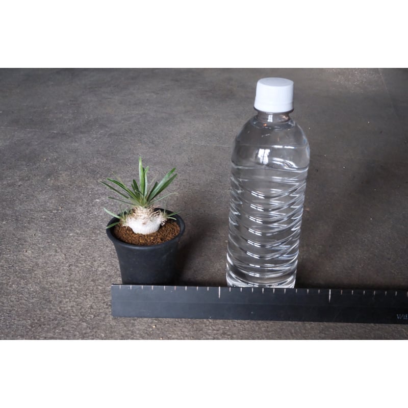 パキポディウム・グラキリス⑤ 5頭綴化グラキリス 嫁ぎ先が決まり、種が弾けるの待ち🪴 綴化