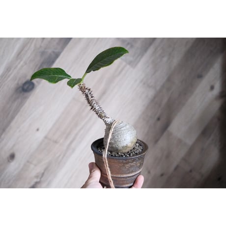 ウィンゾリー | STORES