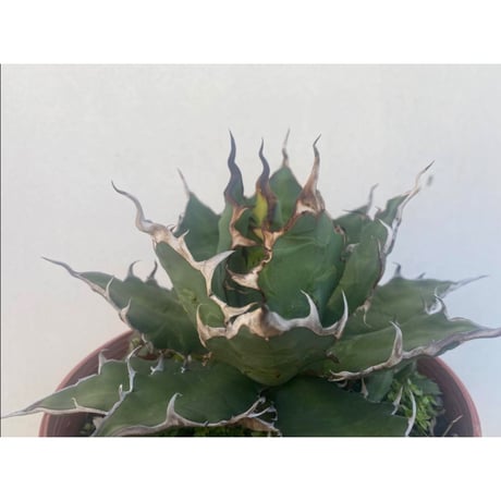 キシロナカンサ | STORES