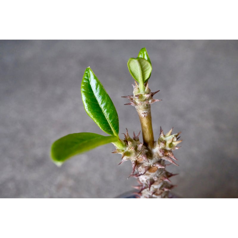W.P Collection】パキポディウム ウィンゾリー 実生 | Willing plant W.P Collection】パキポディウム ウィンゾリー 実生 | Willing plant