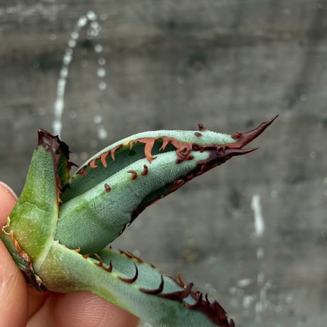 Agave victoriae-reginae hybrid 王蟲 from 土田制所