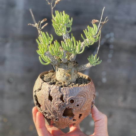 ペアルソニー | STORES