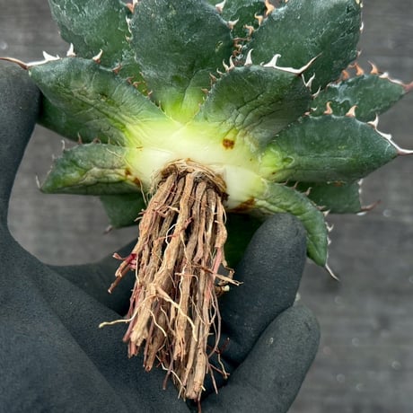 hidden agave hybrid utahensis var. eborispina×horrida
