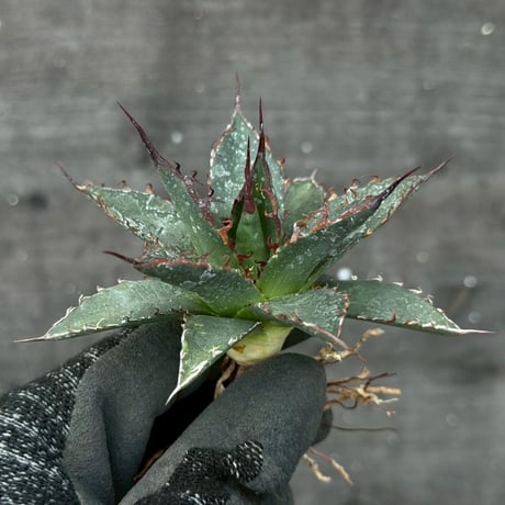 hidden agave hybrid utahensis var. eborispina×horrida