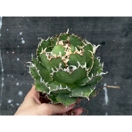 Willing plant