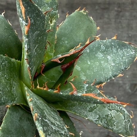 hidden agave hybrid utahensis var. eborispina×horrida