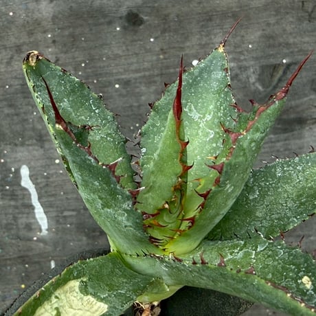 hidden agave hybrid (kristenii×potatorum)×horrida
