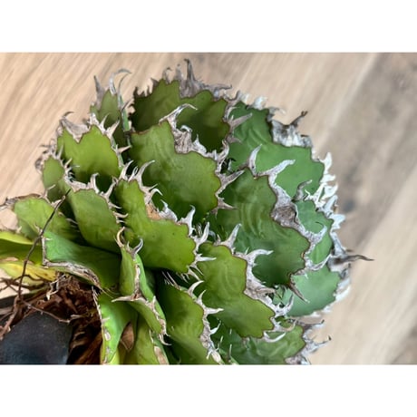 CATEGORY Plants | Willing plant