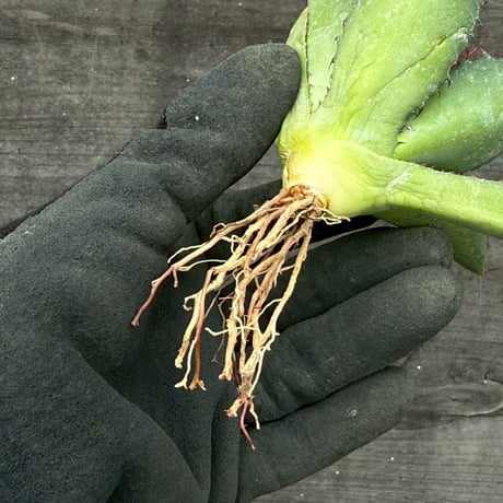 hidden agave hybrid (kristenii×potatorum)×horrida