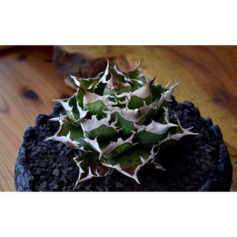 遅めのサマセ】アガベ 温く チタノタ 角雕 