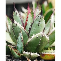 Agave victoriae-reginae hybrid 王蟲 from 土田制所