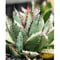 Agave victoriae-reginae hybrid 王蟲 from 土田制所