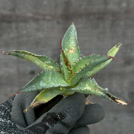hidden agave hybrid (kristenii×potatorum)×horrida