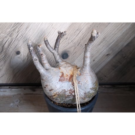 パキポディウム | STORES