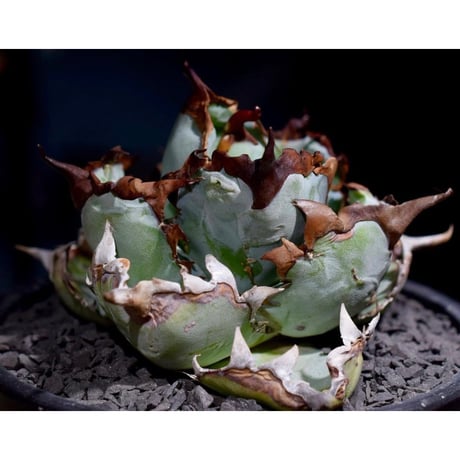 ブラックアンドブルー | STORES