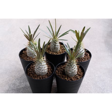 Willing plant 鉢 限定品 アガベ パキポ Willing plant 鉢 限定品 アガベ パキポ - メルカリ