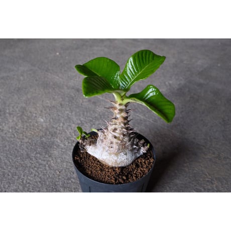 Willing plant 台座 3点セット【hope】 Willing plant 台座 3点セット【hope】 2025年最新】willing