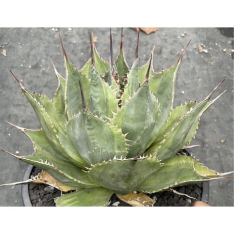 パラサナ | STORES