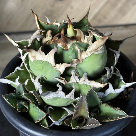 オテロイ | STORES