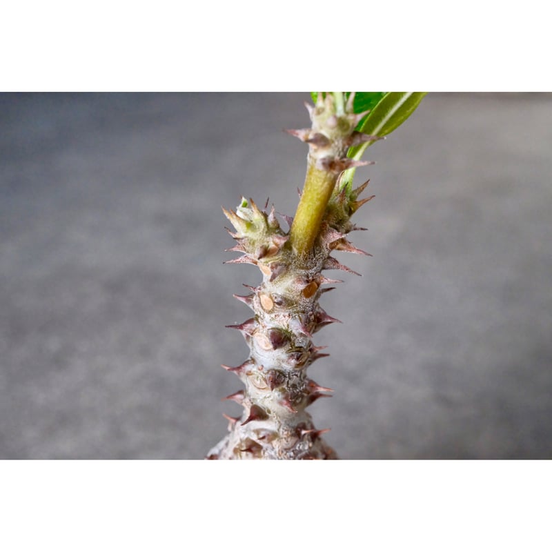 W.P Collection】パキポディウム ウィンゾリー 実生 | Willing plant W.P Collection】パキポディウム ウィンゾリー 実生 | Willing plant