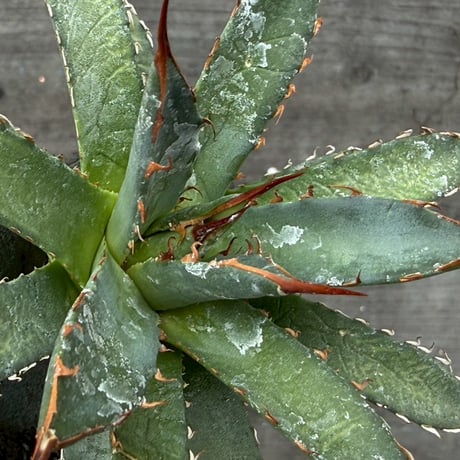 hidden agave hybrid utahensis var. eborispina×horrida
